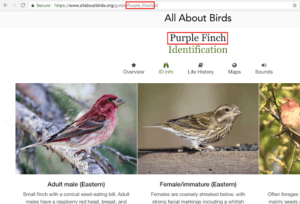 optimize your blog posts for search engines purple finch